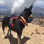 🐾Shelby The Kelpie - @shelbywu_the_kelpie - Instagram