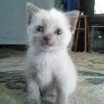 Sheldon Anderson - @shelly_kitty - Instagram