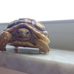 sheldon baxter k🐢 - @sheldon.theturtle - Instagram