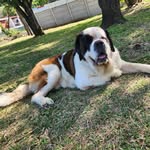 Sheldon CR San Bernardo - @sheldon_sanbernardocr - Instagram
