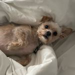 TeddyBear Sheldon Bush - @teddybearbush - Instagram