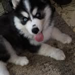 Sheldon Cannon - Facebook