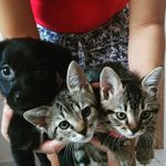 Chandler 🐈 Phoebe 🐈Joey 🐾Sheldon 🐈 - @chandler_phoebe_joey_sheldon - Instagram