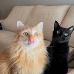 The Orange & the Black Cats - @sheldonandchandler - Instagram