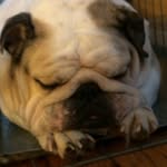 Sheldon - @sheldontheenglishbully - Instagram