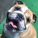 Sheldon 🐶🐾 - @sheldon_english_bulldog - Instagram