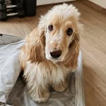 Sheldon 🐶 • English Cocker Spaniel - @tales.of.sheldon - Instagram