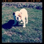 Sheldon Blair - @sheldon_english_bull_dog - Instagram