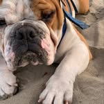 Sheldon cooper - @sheldoncooper_englishbulldog - Instagram