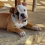 @sheldontheoldenglish - Instagram