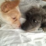 Sheldon & Frank - @necessaryscruffness - Instagram