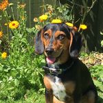 Sheldon Griffith - @sheldonthebeagle - Instagram