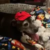 sheldonholmes196 - @sheldonholmes196 - TikTok