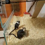 Leonard, Sheldon, Howard & Raj - @mongolian_gerbil_brothers - Instagram