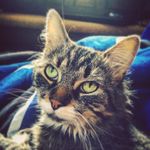 Sheldon - @sheldon_howard - Instagram