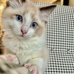 Sheldon-Howard - @sheldon_mewmew - Instagram
