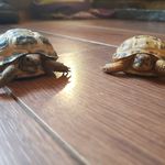 Sheldon Leonard Howard and Raj - @big_bang_tortoises - Instagram