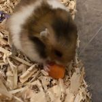Sir. Fluffball Sheldon Hughes - @hamster_called_fluffy - Instagram