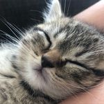 Harry Putxo  and William Sheldon Lloyd NB - @sir_harryandwillie_the_cats - Instagram
