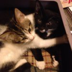 Sheldon And Mittens Long - @sheldon_mittens - Instagram