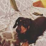 Sheldon Matthews - @sheldon_the_weiner - Instagram