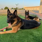 Sheldon  moore - @pet_home22 - Instagram