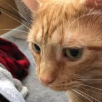 Sheldon - @sheldontheorangekitty - Instagram