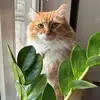 Sheldon the orange cat 🐱 - @sheldon.the.orange.cat - TikTok