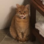 SheldonTheCat - @sheldontheorangetabby - Instagram
