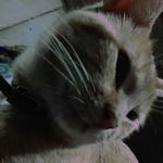 Sheldon Milton Patrick - @miltoncitou - Instagram