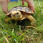 Sheldon Patrick Bowser🐢 - @sheldonpatrickbowsertortoises - Instagram