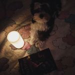 Шелдон - @sheldon_patrick_starlite_king - Instagram
