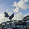 Sheldon Paul - @sheldon.paul - TikTok
