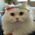 Sheldon Cooper Roy - @sheldonpurrfect - Instagram