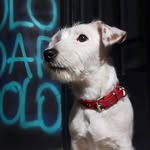 Sheldon | Jack Russell - @sheldogrussell - Instagram