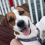 Sheldon The Jack Russell - @sheldon_poweron - Instagram