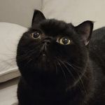 Sheldon - @sheldonsilvera - Instagram