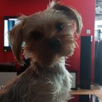 Sheldon - @sheldon_silverstar - Instagram