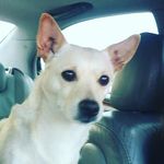 Sheldon Weinstein - @darkgangster101 - Instagram