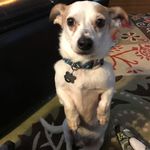 Weisswurst - @sheldon_the_weisswurst - Instagram