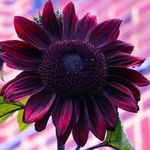 Shelia Beasley - @sbeasl - Instagram