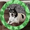 Shelia Morrison-hasty - @shelia.morrisonha - TikTok