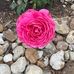Shelia Scott - Facebook