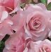 Shelia Wiley - Facebook
