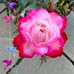 Shelley Macy Benson - Facebook