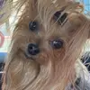 Shelley Bliss - @amazingyorkie1 - TikTok