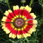shelley davidson - @shellsy66 - Instagram