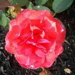Shelley Davidson - @shelley3473 - Instagram