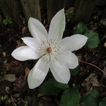 Shelley Dorman - @shellannedorman75 - Instagram