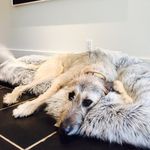 Shelley Ferris - @sbfhager - Instagram